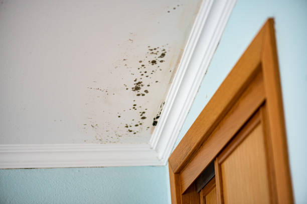 Best Post-Flood Mold Remediation in Bound Brook, NJ