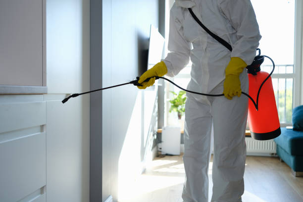 Best Basement Mold Remediation in Bound Brook, NJ