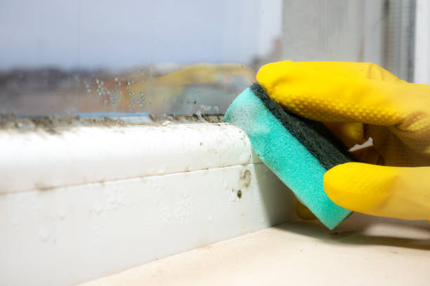 Best Kitchen Mold Remediation in Bound Brook, NJ