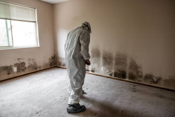 Professional Mold Remediation in Bound Brook, NJ