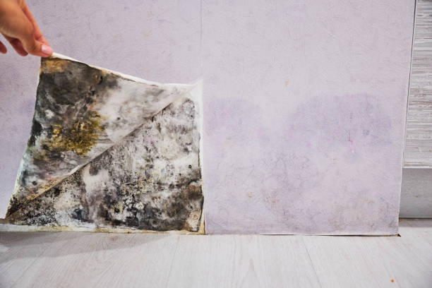 Best Emergency Mold Remediation in Bound Brook, NJ